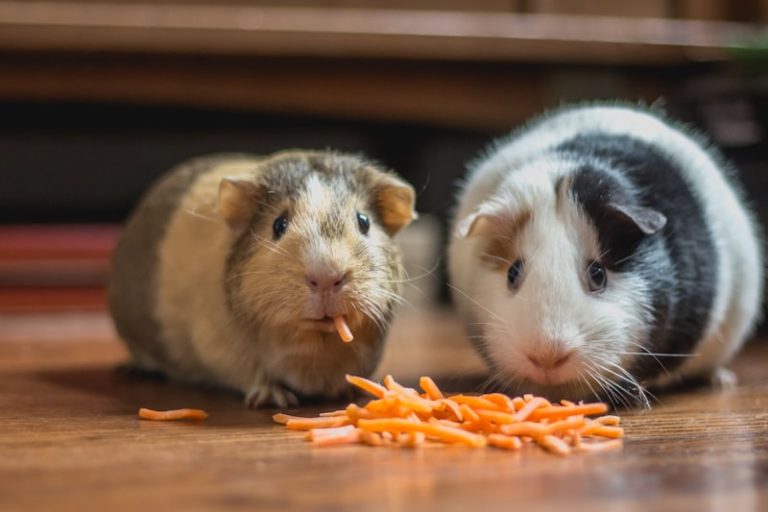 My First Week With Guinea Pigs: Everything I Wish I Knew Before Bringing Them Home