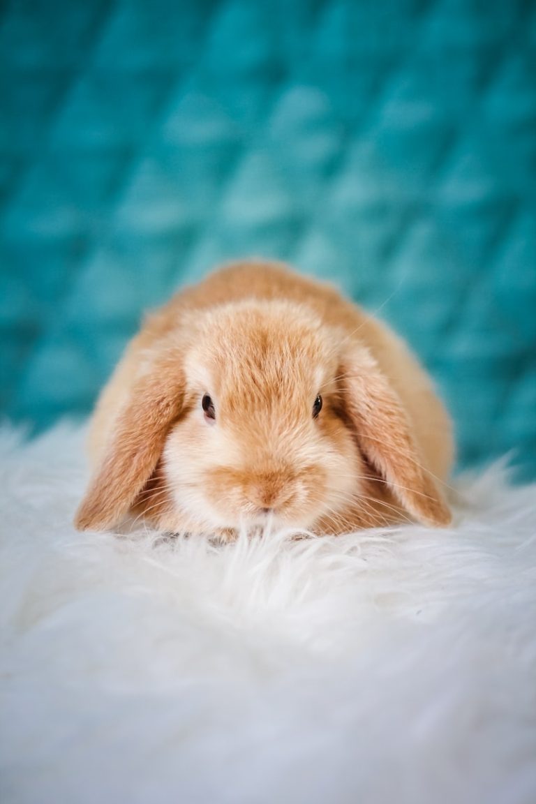 The Complete Guinea Pig Supplies Checklist: Cage, Bedding, Food and Accessories Guide