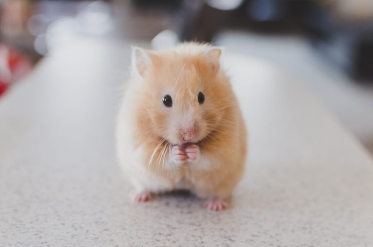 Guinea Pig vs Hamster: Which Is Right for You? A Honest Comparison from Someone Who Has Had Both